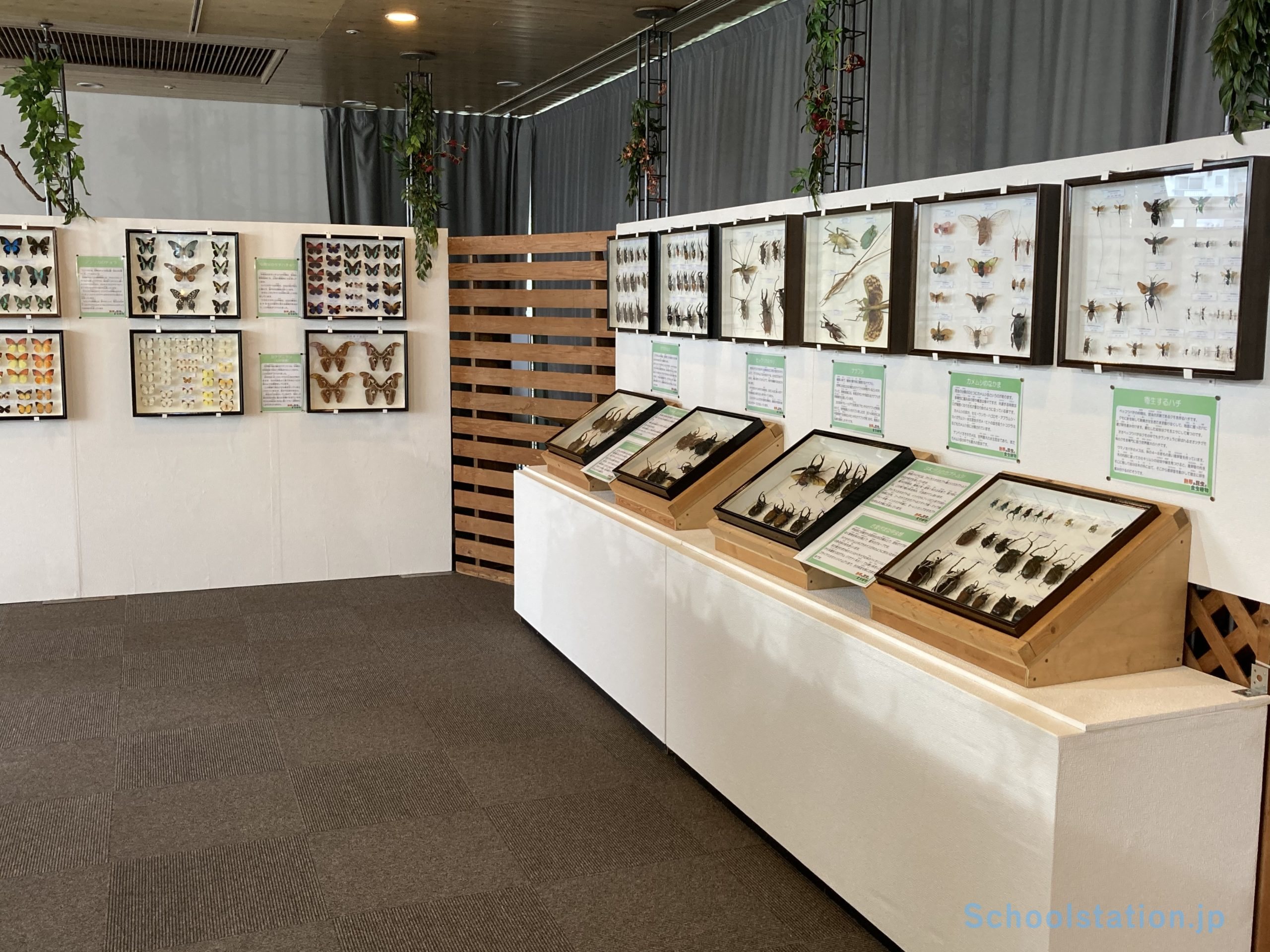 板橋区立熱帯環境植物館が 子どもに大人気の特別展示 熱帯の昆虫と食虫植物 を8月29日 日 まで開催 夏休み期間 中学生以下は入館無料